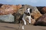 AMSTAFF ADULT 276